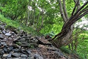 12 Il sent. 209 sale ripido nel bosco